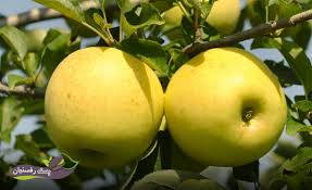 قیمت سیب گالا